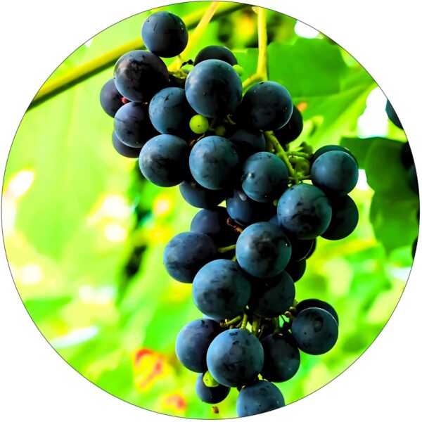 Winogron Nero ciemnogranatowe grona KRZEW 60-90 cm
