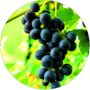 Winogron Nero ciemnogranatowe grona KRZEW 60-90 cm