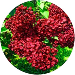 Lilak Bordowy bordowe kwiaty pachnący KRZEW 40-80 cm