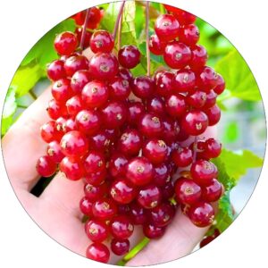 Czerwona Porzeczka deserowa odmiana KRZEW 40-60 cm
