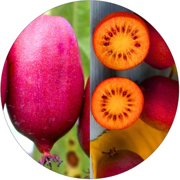 Mini Kiwi Hardy Red wysoka mrozoodporność KRZEW 40-80 cm