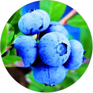 Borówka Early Blue wczesna amerykańska KRZEW 60-90 cm