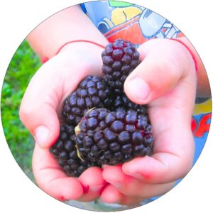 Malinojeżyna Czarna dobre plonowanie KRZEW 40-70 cm