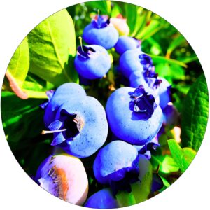 Borówka Blue Essence o dużych owocach KRZEW 60-90 cm