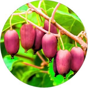 Mini Kiwi Czerwone aromatyczne owoce KRZEW 40-80 cm