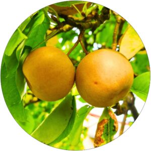 Grusza Chińska odmiana z Azji soczysta