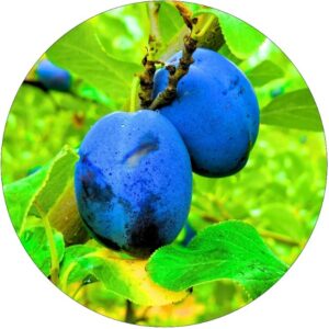 Śliwa Early Blue najwcześniejsza odmiana