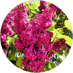 Lilak Znamię Lenina wyraziste kwiaty KRZEW 40-80 cm