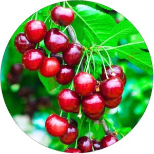 Wiśnia Czereśnia odmiana o dużych owocach