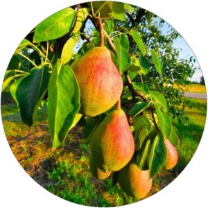 Grusza Ukraińska wysoka mrozoodporność późna