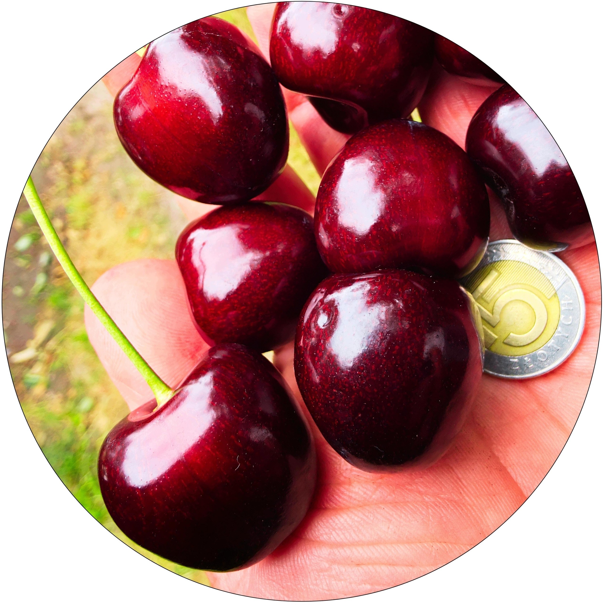 Czereśnia Sweet Verona wczesna samopylna