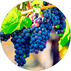 Winogron Muscat Bleu odporna na choroby KRZEW 60-90 cm