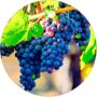 Winogron Muscat Bleu odporna na choroby KRZEW 60-90 cm