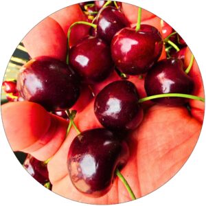 Czereśnia Lapins szybki wzrost samopylna