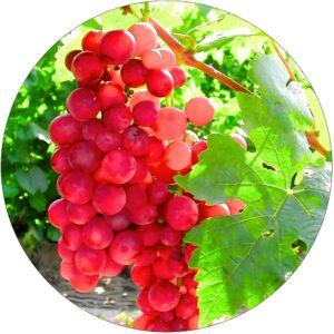 Winogron Reliance wczesne winogrona KRZEW 60-90 cm