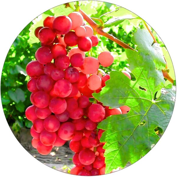 Winogron Reliance wczesne winogrona KRZEW 60-90 cm