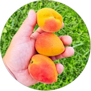 Brzoskwinia Sun Sweet słodko miodowy smak
