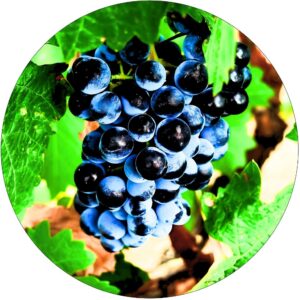 Winogron Venus wysoka odporność KRZEW 60-90 cm