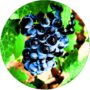 Winogron Venus wysoka odporność KRZEW 60-90 cm