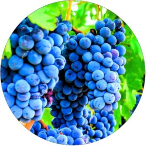 Winogron Beta mrozoodporne KRZEW 60-90 cm