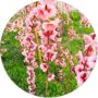 Brzoskwinia Pink Cascade forma kaskadowa