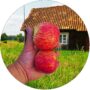 Jabłoń Grafsztynek duże aromatyczne owoce