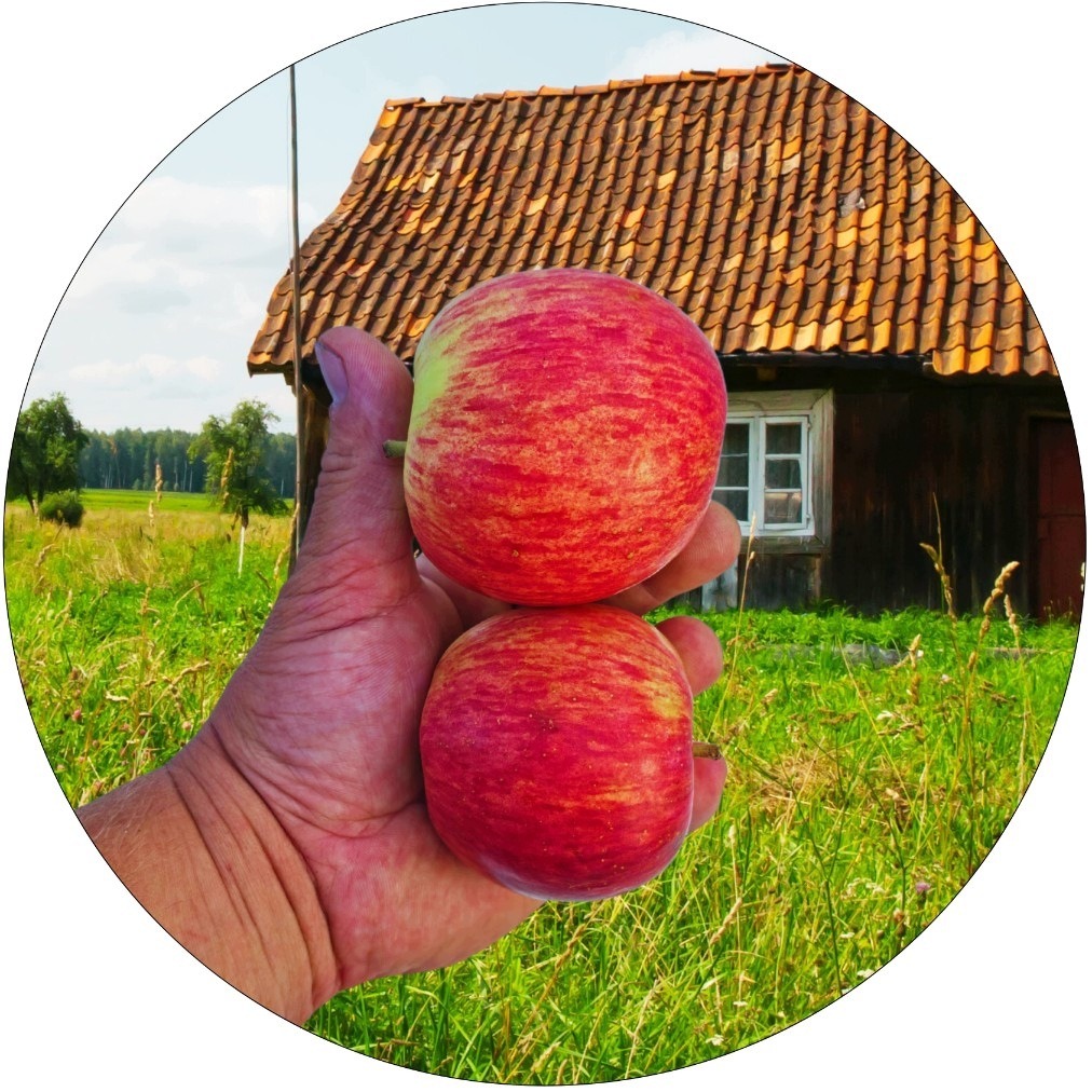 Jabłoń Grafsztynek duże aromatyczne owoce