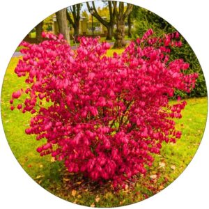 Trzmielina Oskrzydlona czerwone liście KRZEW 35-60 cm
