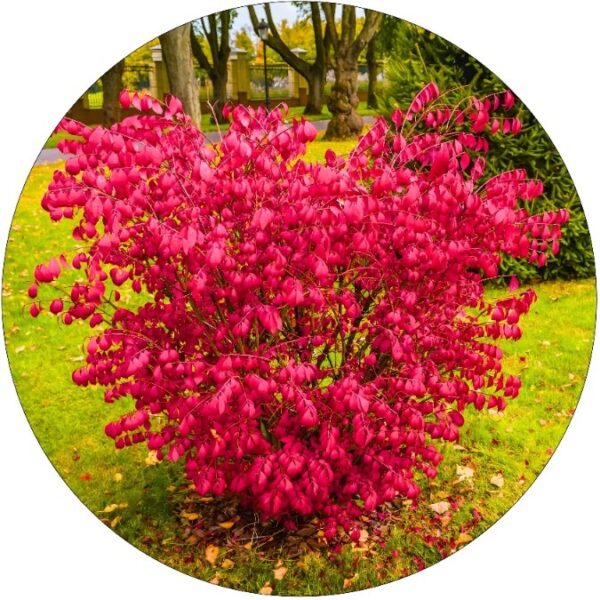 Trzmielina Oskrzydlona czerwone liście KRZEW 35-60 cm