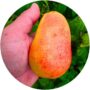 Grusza Pomarańczówka sadzonka mrozoodporna