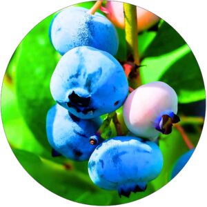 Borówka wysoka amerykańska sadzonki KRZEW 60-90 cm