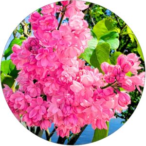 Lilak Różowy lekki przyjemny zapach KRZEW 40-80 cm