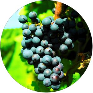 Winogron Rondo ciemne winogrona KRZEW 60-90 cm