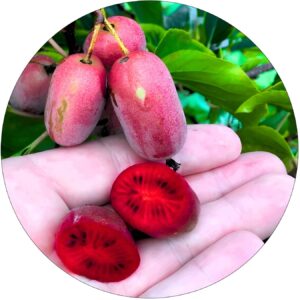 Mini Kiwi Purpurna Sadowa późniejsze KRZEW 40-80 cm