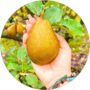 Grusza Generał Leclerc bardzo aromatyczne owoce