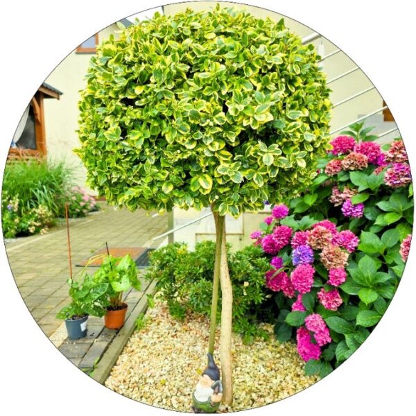 Trzmielina Emerald Gold zimozielona NA PNIU 60-90 cm