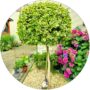 Trzmielina Emerald Gold zimozielona NA PNIU 60-90 cm