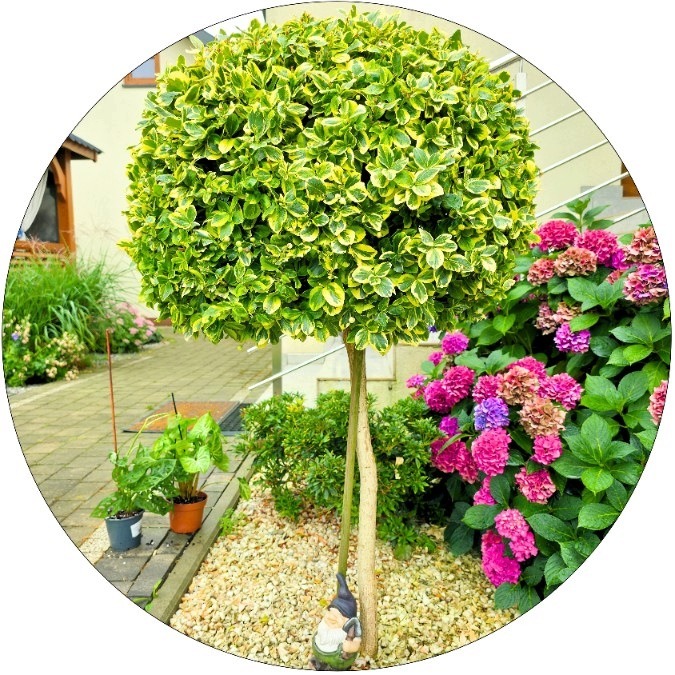 Trzmielina Emerald Gold zimozielona NA PNIU 60-90 cm