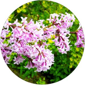 Lilak Josikaea Węgierski obfite kwitnienie KRZEW 40-80 cm