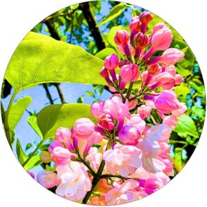 Lilak Beauty of Moscow odporna odmiana KRZEW 40-80 cm