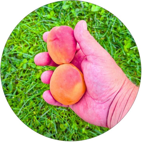 Morela Orange Red duże wybarwione owoce
