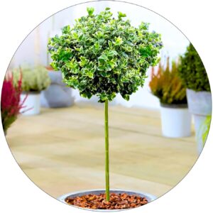 Trzmielina Kathy biało zielone liście NA PNIU 60-90 cm