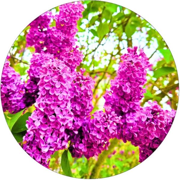 Lilak Charles Joly purpurowe kwiaty NA PNIU 50-90 cm