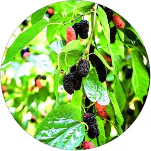 Morwa Spirata dekoracyjna forma NA PNIU 100-150 cm