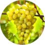 Winogron Lakemont słodki delikatny smak KRZEW 60-90 cm