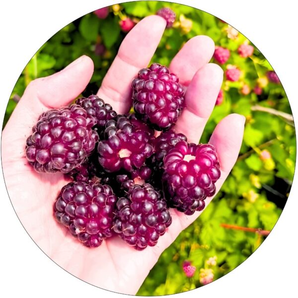 Malinojeżyna Boysenberry owoce deserowe KRZEW 40-70 cm