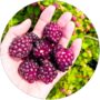 Malinojeżyna Boysenberry owoce deserowe KRZEW 40-70 cm