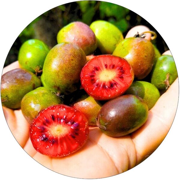 Mini Kiwi Ken’s Red czerwone owoce KRZEW 40-80 cm