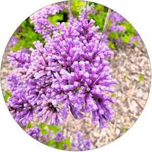 Lilak Ottawski dekoracyjne drzewko NA PNIU 50-90 cm
