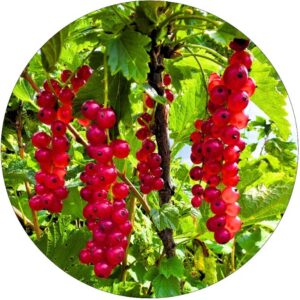 Czerwona Porzeczka pienny pokrój NA PNIU 80-120 cm